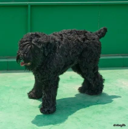 Russian terrier