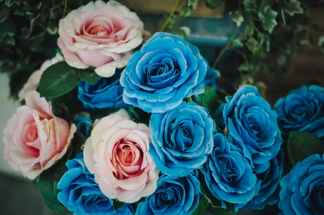 青とピンクのバラ