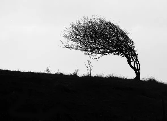 強風で折れそうな木