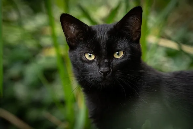 こちらを見る黒猫